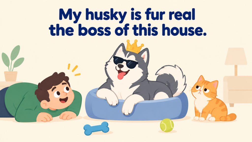 my-husky-is-fur-real-the-boss-of-this-house
